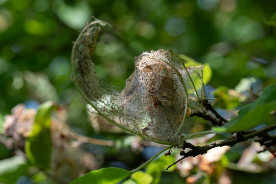 Macro view of a silky caterpillar webbing encasing tree branches and leaves in a sunny outdoor setting.