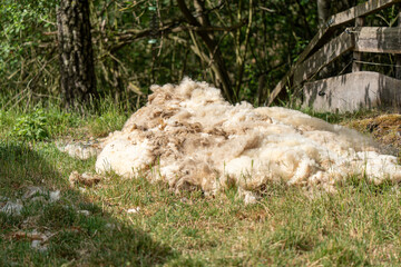 Wide horizontal shot of a large mound of newly shorn sheep wool lying on green pasture grass in bright sunlight. © Sergej