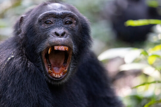 close up shot of Chimpanzee (Pan troglodytes) with open mouth