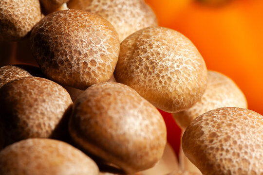 enoki mushroom macro closeup detail
