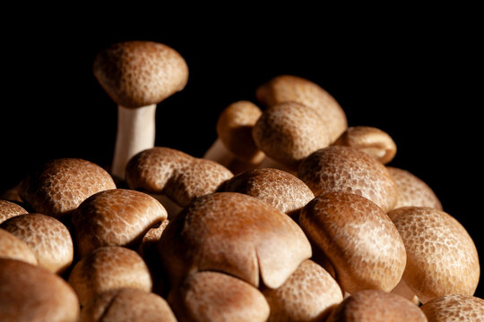 enoki mushroom on black background