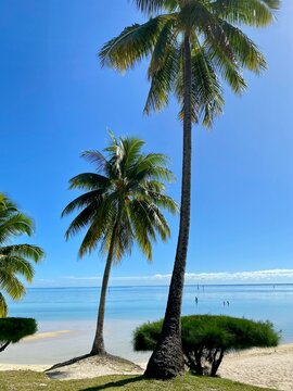 landscape of nature and beach, summertime in french polynesia