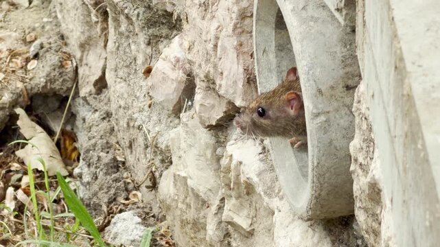 A brown rat emerges cautiously from a drainage pipe in Simferopol, Crimea. The small rodent crawls down a stone wall toward dry soil. This close encounter brings a sense of tense, uneasy surprise.