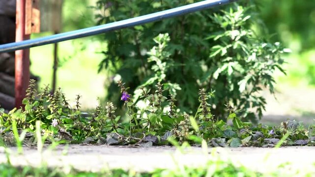A charming garden path lined with flowers along the dacha plot.