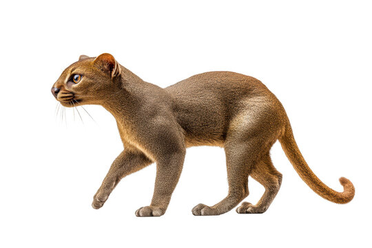 Fossa, the largest carnivorous mammal of Madagascar, walks with an alert and focused expression, displaying its sleek fur and powerful physique.