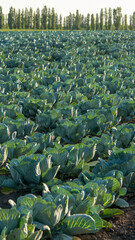 Fototapeta premium Cabbage field in the late afternoon sun with green leaves stretching across the land