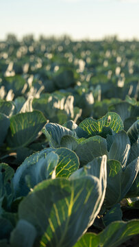 Cabbage field captures the sunlight in the early morning hours