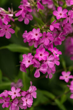 Pink garden phlox blooming in a lush summer garden with clusters of vibrant flowers and soft green foliage.