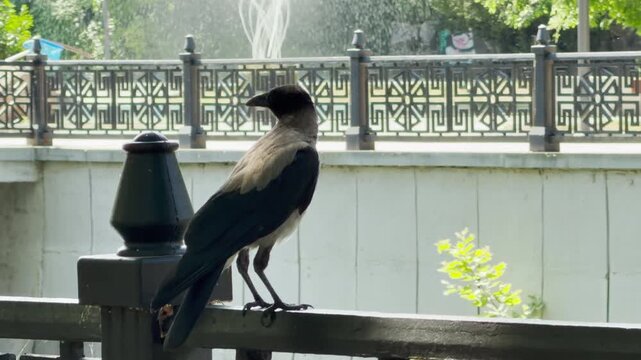 A hooded crow perches calmly on a metal railing near a splashing fountain in Simferopol, Crimea. The curious bird watches the park with a peaceful, watchful sense of quiet freedom.