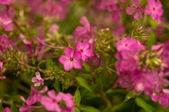 Close-up of a pink garden phlox flower surrounded by softly blurred blossoms and green foliage in summer.