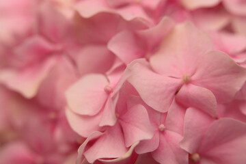 Obraz premium Smoke soft focus close-up cream beige, pink Hydrangea Flower bud Petals, pistil; stamen. Natural art light blur background.