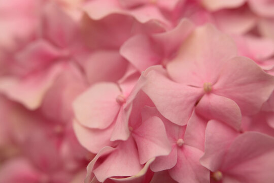 Smoke soft focus close-up cream beige, pink Hydrangea Flower bud Petals, pistil; stamen. Natural art light blur  background.