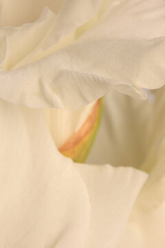 Smoke soft focus close-up white, beige cream gladiolus Flower bud Petals. Natural art light blur background.