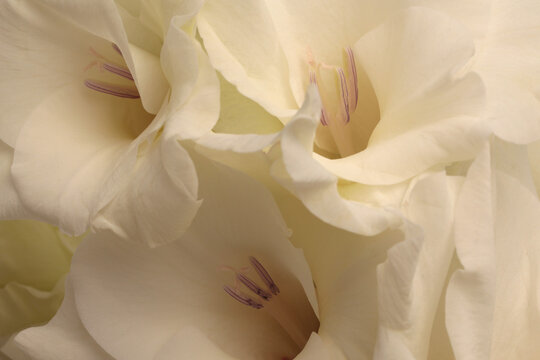 Close-up white, beige cream gladiolus Flower bud Petals, pistil; stamen. Natural art light background.