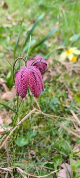 Pink checkered Fritillaria meleagris flower with soft green background