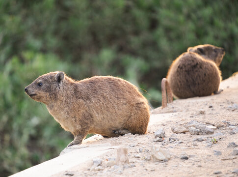 Rock hyrax in Wilderness, South Africa