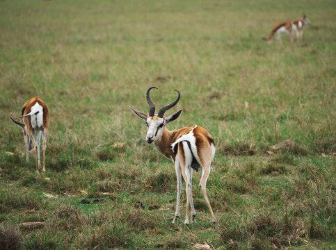Springbok antelopes on the grass field on South Africa