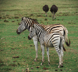 Two zebras in Plettenberg Bay, South Africa © Veronika Stuksrud