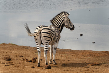 Zebra close to the water, spotted in Addo Elephant National Park in South Africa.  © Veronika Stuksrud