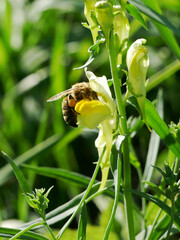 A bee with pollen sacs on its legs is collecting nectar from a yellow flower. The flower is on a plant with green foliage in the background. © Robert