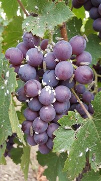 Cluster of fresh purple grapes hanging on vine branches, natural sunlight illuminating the ripe fruit, perfect for harvest scenes or vineyard promotions, abundant seasonal bounty