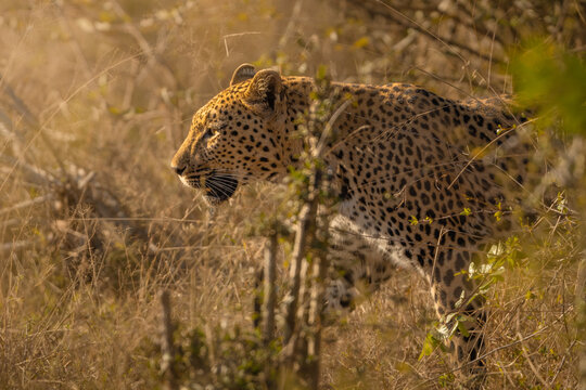 View of a leopard prowling through tall dry grass in the golden hour light in Kruger National Park, South Africa.