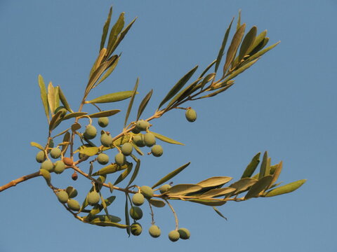 olive branch with olives