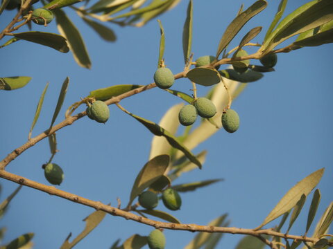 green olives on branch