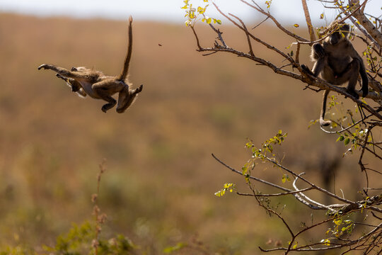 View of a baboon leaping through the air from a tree branch while another baboon sits nearby in Kruger National Park, South Africa.