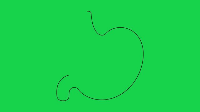 Human stomach internal organ line art animation isolated on a bright green screen background.