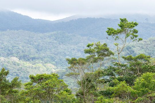 A Campo Troupial (Icterus jamacaii) perched in the top of a tree in Brazil, South-America.