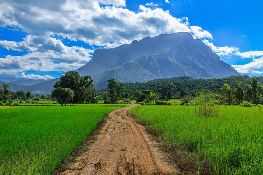 rural scene of rice field with big mountain(Doi Luang) in Chiang Dao District Chiang Mai,Thailand.