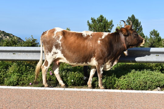 vache de race ferrandaise &agrave; robe pie rouge