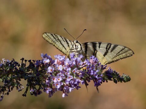 Scarce swallowtail (Iphiclides podalirius)
