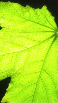 Macro view of a green leaf showing intricate vein patterns and bright textures veins texture nature botanical plant