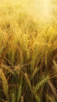 The camera moves slowly among ripe wheat ears at sunset. Vertical video