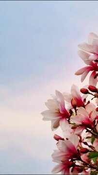 Light pink magnolia flowers blooming in springtime against a soft blue sky background blossom spring nature floral