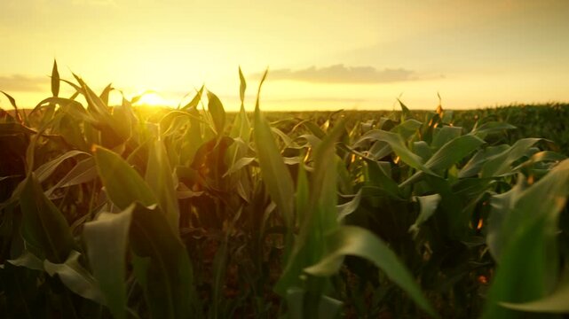 The camera moves slowly among corn field at sunset