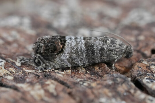 Closeup on the small Codling moth Cydia pomonella micro moth