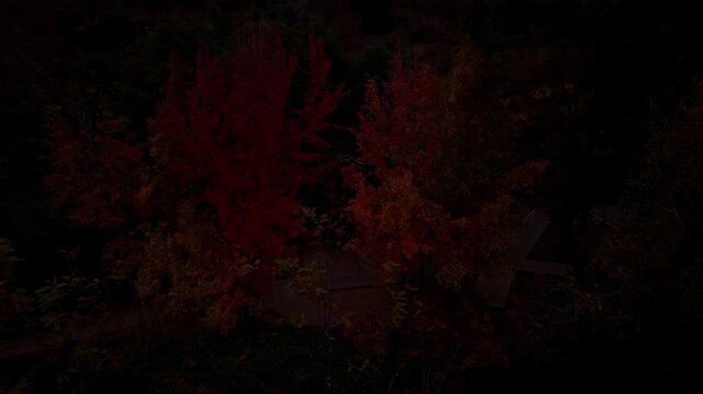 Aerial Horizontal Tracking Zooming In Close Up of Red Autumn Tree Leaves in a Dark Forest, Chile