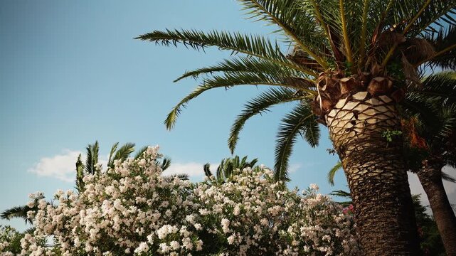 Palm trees rise above blooming white oleander under a clear blue sky. Lush Mediterranean vegetation represents summer travel and resort lifestyle