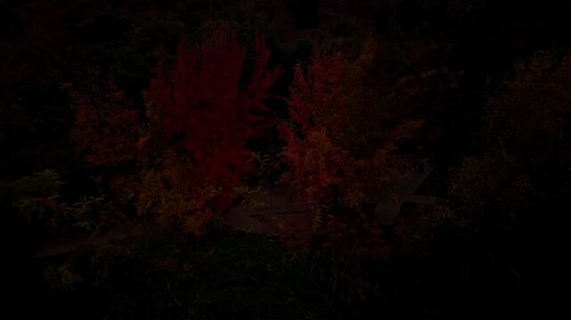 Drone Horizontal Zooming Out View of Red Autumn Trees in a Deep Dark Forest, Chile