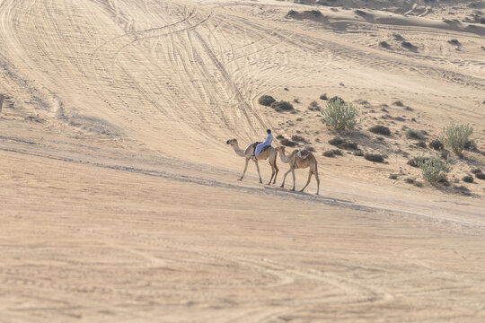 View of a person riding a camel across the vast sand dunes of the Wahiba Sands desert in Bidiyah, Ash Sharqiyah North G, Oman.