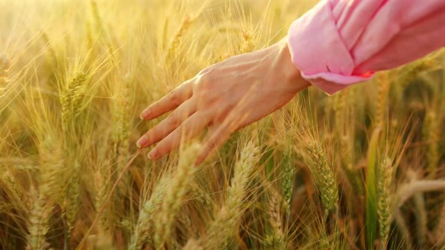 Female hand touches ripe ears of wheat at sunset. Slow motion