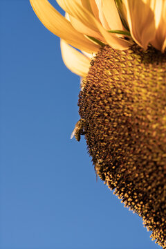 sunflowers with bees flying around in a bright and lively scene against a clear blue sky, close-up from below the flower, nature photography, summer scenes, vibrant yellow petals, brown bee.