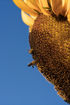 sunflowers with bees flying around in a bright and lively scene against a clear blue sky, close-up from below the flower, nature photography, summer scenes, vibrant yellow petals, brown bee.