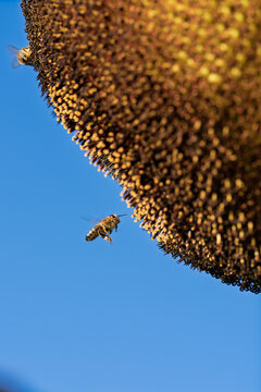 sunflowers with bees flying around in a bright and lively scene against a clear blue sky, close-up from below the flower, nature photography, summer scenes, vibrant yellow petals, brown bee.