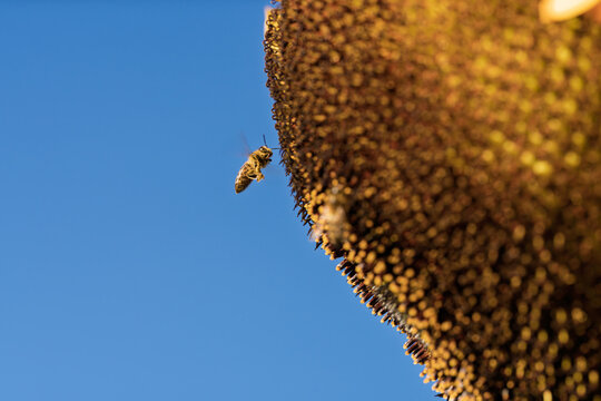honeycomb bee flying in serene blue sky top-down perspective natural and clean background for editorial and educational resources in nature and wildlife photography.