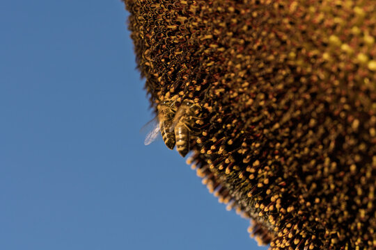 honeycomb bee flying in serene blue sky top-down perspective natural and clean background for editorial and educational resources in nature and wildlife photography.