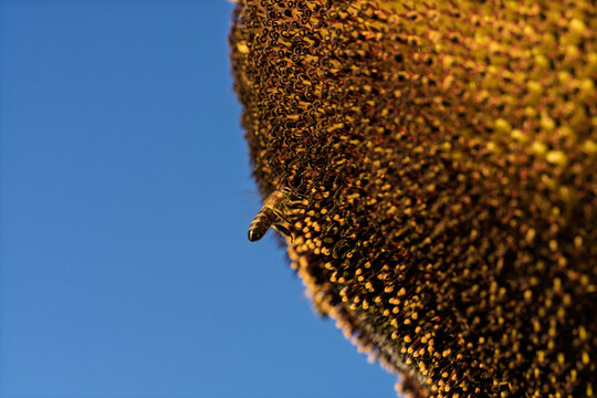 honeycomb bee flying in serene blue sky top-down perspective natural and clean background for editorial and educational resources in nature and wildlife photography.